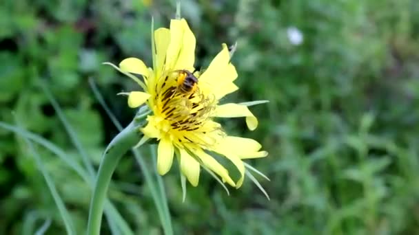 野生の蜂は サリチン ヤギひげ の花から花粉を収集します 野生の蜂はサイズが小さく硬いです ヤギひげ サリチル化 は薬用植物です その花はたくさんの花粉を与えます それは昆虫によって集められます — ストック動画