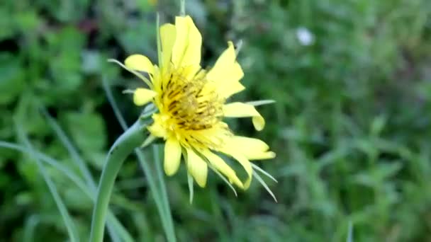 野生の蜂は サリチン ヤギひげ の花から花粉を収集します 野生の蜂はサイズが小さく硬いです ヤギひげ サリチル化 は薬用植物です その花はたくさんの花粉を与えます それは昆虫によって集められます — ストック動画