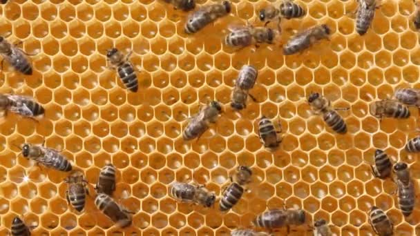 Méhek Védik Magukat Rovarok Más Kolóniák Idegen Rovarok Behatolnak Kaptárba — Stock videók