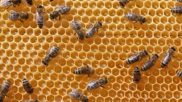 Arılar Kendilerini Diğer Kolonilerden Böceklere Karşı Korurlar Böcekler Bal Çalmak — Stok video