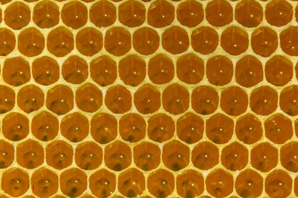 Arıların Nektarı Yeni Tarağa Dökülüp Bala Dönüştürülüyor — Stok fotoğraf