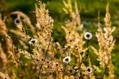 Gümüş renkli bir sonbahar. Vahşi bitkiler ve çiçekler karşı ışıkta fotoğraflanarak güzel bir gümüş arkaplan oluşturdular..