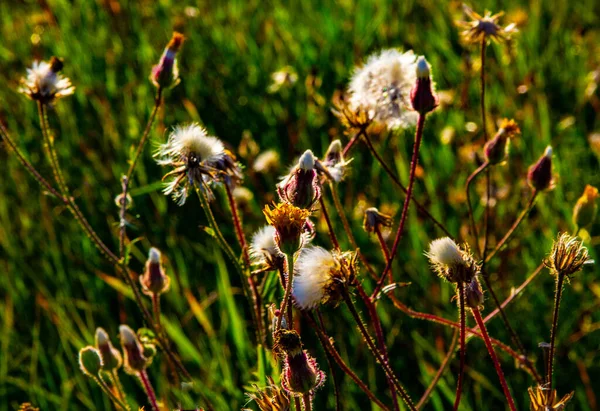 Осінь Срібним Відтінком Дикі Рослини Квіти Сфотографовані Протилежному Світлі Створюють — стокове фото