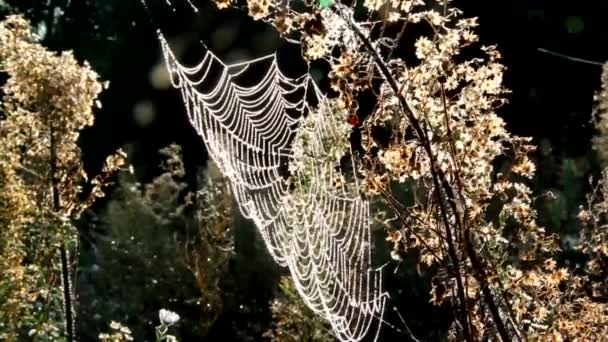 Decoração Matinal Plants Drops Teia Aranha Que São Colocados Teias — Vídeo de Stock