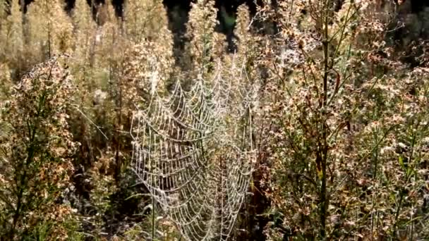 クモの巣の植物の朝の装飾 クモの巣や植物に置かれているドロップは 美しい外観を作成します — ストック動画