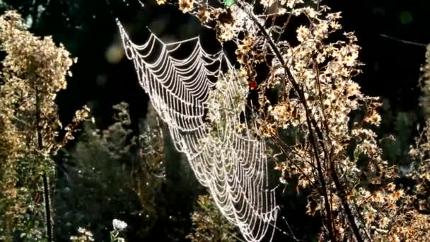 Örümcek Ağına Çiy Damlaları Düşer Örümcek Ağı Bitkilerinin Sabah Dekorasyonu — Stok video