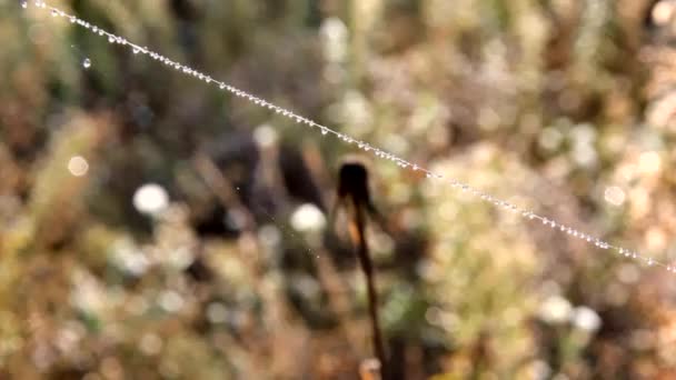 クモの巣にドロップします クモの巣の植物の朝の装飾 クモの巣や植物に置かれているドロップは 美しい外観を作成します — ストック動画