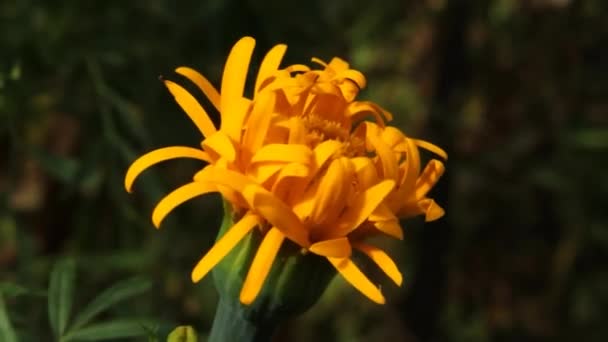 Caléndulas Etiquetaslas Caléndulas Son Hermosas Flores Otoño Las Caléndulas Complementan — Vídeo de stock