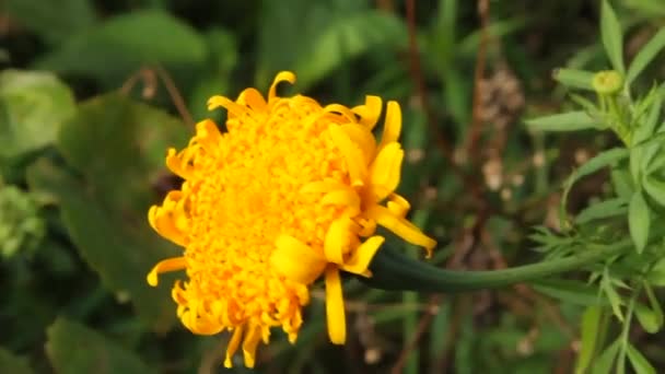 Marigolds Tagetesmarigolds Beautiful Autumn Flowers Marigolds Complement Golden Autumn Range — Stock Video