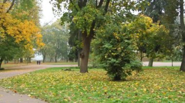 Yaprak, dal, ağaç, park, doğa, güzellik, sonbahar, yaprak düşüşü, düşüş, uçuş, yol, şehir, açık hava, renk, yeşil, sarı, altın, görüntü, video,