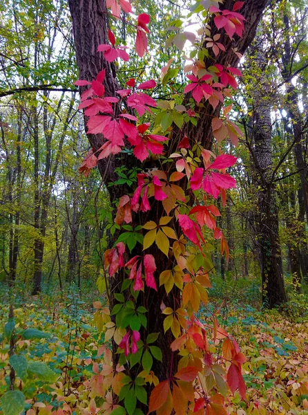 Les Arbres Les Buissons Sont Décorés Avec Des Feuilles Colorées — Photo