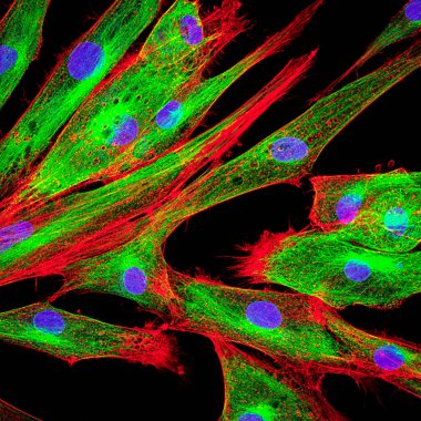 Real fluorescence microscopic view of human skin cells in culture. Nucleus are in blue, actin filaments are in red, tubulin was labeled with green clipart