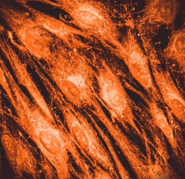Obraz Mikroskopowy Prawdziwe Fluorescencji Komórki Skóry Człowieka Pseudocolored — Zdjęcie stockowe