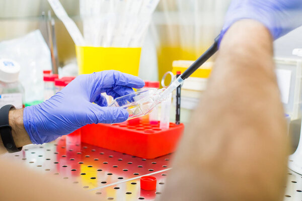 Scientist researching in laboratory, pipetting cell culture medium samples in laminar flow