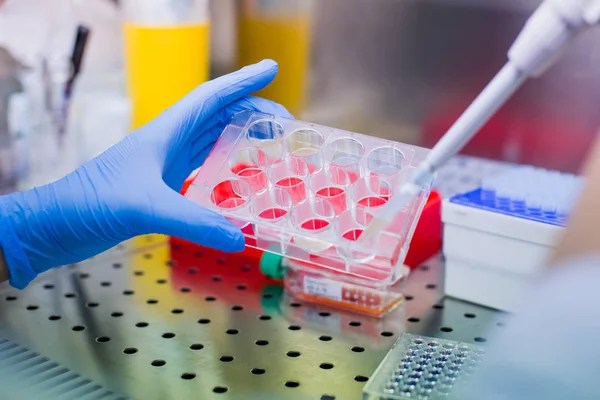 Laboratóriumban Kutatja Laboratóriumi Pipettázási Sejtkultúra Közepes Minták Lamináris Áramlás — Stock Fotó