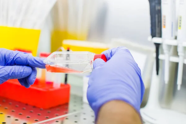 Laboratóriumban Kutatja Laboratóriumi Pipettázási Sejtkultúra Közepes Minták Lamináris Áramlás — Stock Fotó