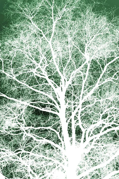 Λευκό Silhouetted Δέντρο Φόντο Πράσινο Ουρανό — Φωτογραφία Αρχείου