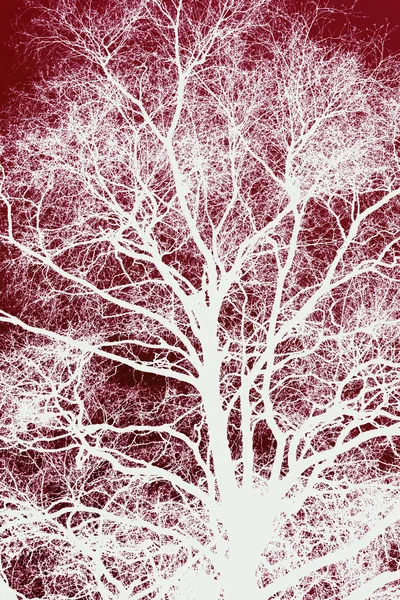 Weißer Silhouettierter Baum Vor Rotem Himmel — Stockfoto