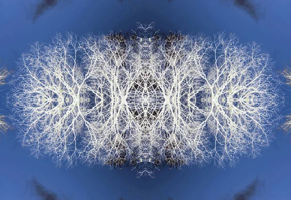 Padrão Árvore Silhueta Branca Contra Céu Azul — Fotografia de Stock