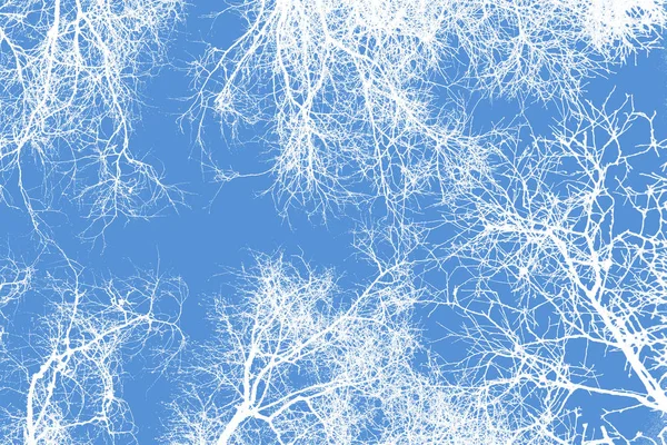 Высококонтрастные Силуэты Деревьев Голубом Фоне Неба — стоковое фото