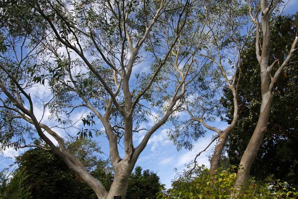 Drzew Eukaliptusowych Tasmański Przeciw Błękitne Niebo Chmurami — Zdjęcie stockowe