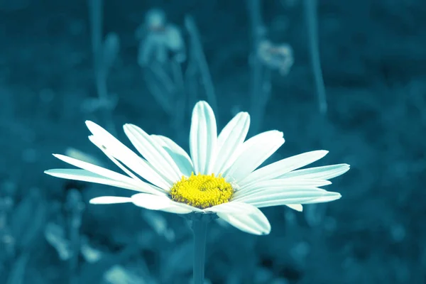 Blauw Gekleurde Één Daisy Een Tuin — Stockfoto