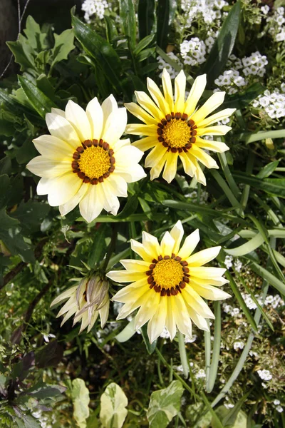 Gazania Daybreak Sarı Beyaz Kar Çiçek Alyssum Halı — Stok fotoğraf