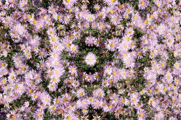Růžové kaleidoskop květiny vzor — Stock fotografie