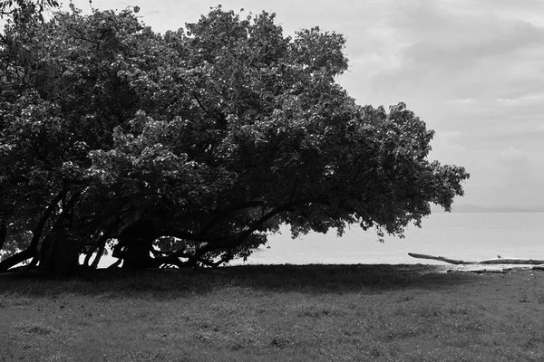 Smal Jedno Drzewo Tropikalne Przed Wodami Oceanu Atlantyckiego Samana Bay — Zdjęcie stockowe