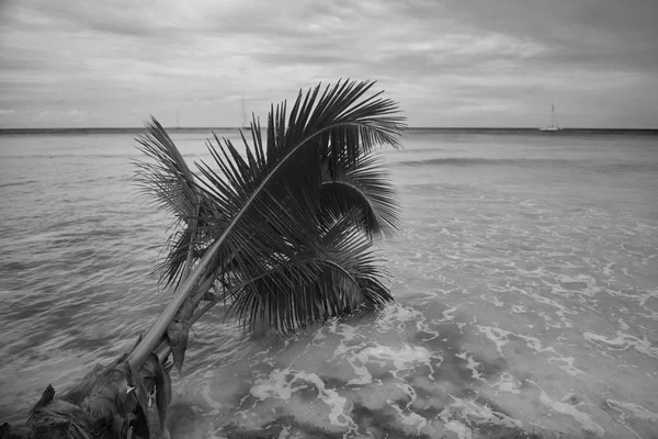 Foto Palmera Está Creciendo Playa Contra Mar Caribe Disparo Hace —  Fotos de Stock