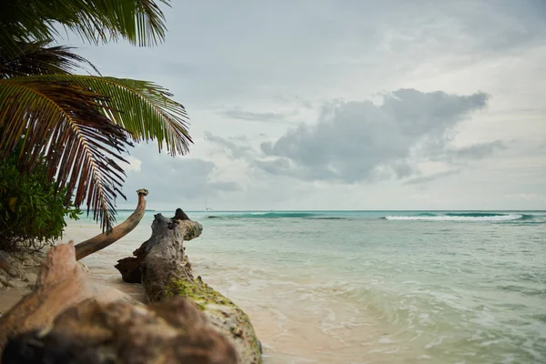 라이트 카리브해 도미니카 공화국에 Saona 줄기에 전경입니다 야자수 해변에서 — 스톡 사진