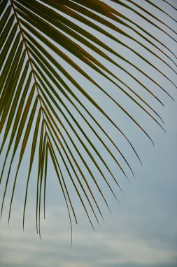 Palmiye yaprağı mavi gökyüzü altında.