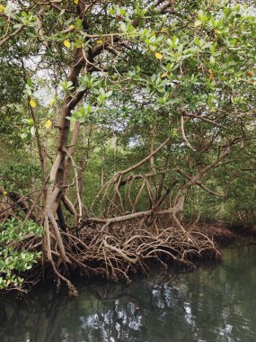 Mangrov Parque Nacional Los Haitises içinde.