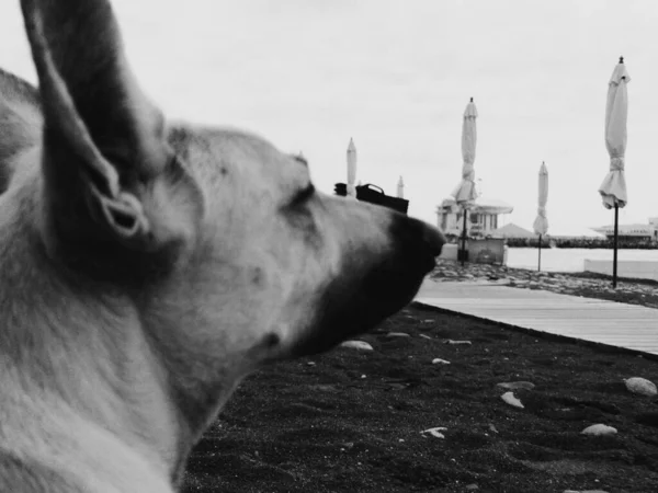 Straßenhund posiert erneut am Strand für Fotoshooting — Stockfoto