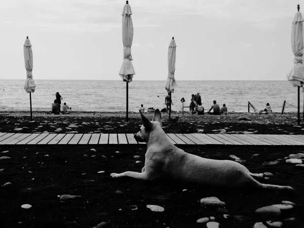 Zbłąkany pies daje kolejną pozę na plaży do sesji zdjęciowej — Zdjęcie stockowe