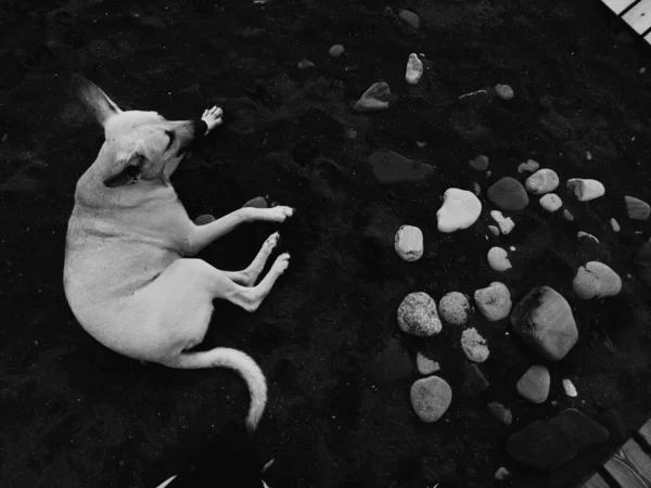 Cane randagio dando un'altra posa in spiaggia per photoshoot — Foto Stock