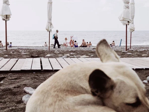 Бродячая собака дает другую позу на пляже для фотосессии — стоковое фото