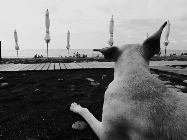 Cane randagio dando un'altra posa in spiaggia per photoshoot — Foto Stock