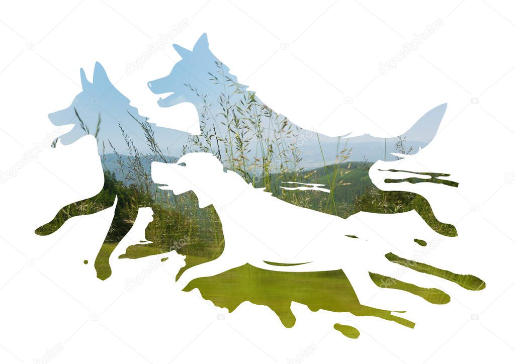 Three running dogs in the meadow. Three stylized dog silhouettes on on blurred green meadow photo.