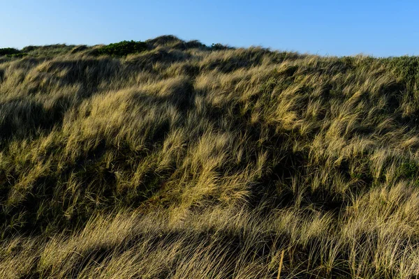 Grass Meadows West Coast Denmark Royalty Free Stock Images