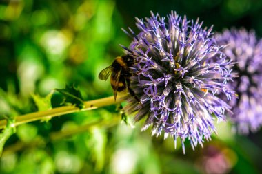 Bumblebee, menekşe dahlia çiçeği