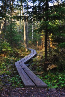 Çam ormanı içinde ahşap Tren