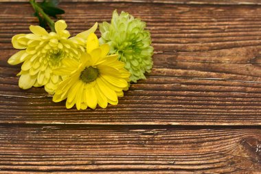 Kadının güne güzel tebrik kartı. Sarı ve yeşil çiçekler koyu ahşap arka plan üzerinde. Üstten görüntüleyin. Metin için yer. Tatil kartı. Anneler günü tebrik kartı. Bahar, sevgi ve mutluluk.