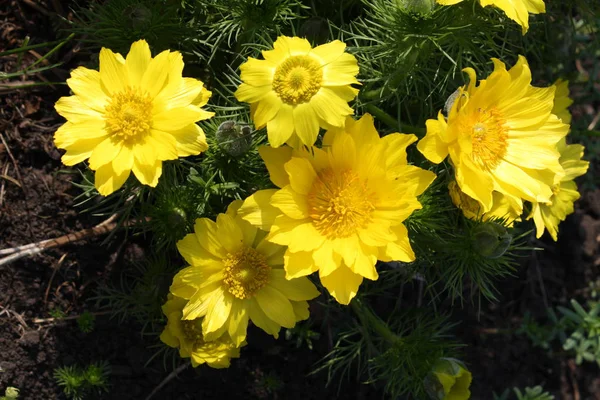 Prímula Planta Medicinal Adonis Floresce Amarelo — Fotografia de Stock