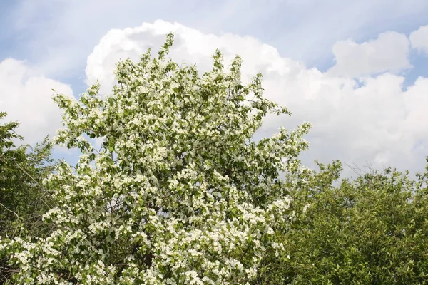 Blossoming Apple Tree Spring — Stock Photo, Image