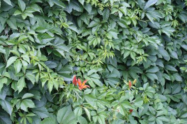 Bahçedeki yeşil bitki 