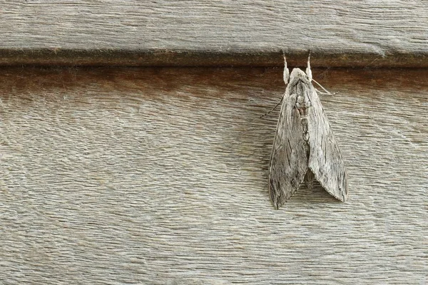 Psilogramma Increta Madeira Marrom Detalhe Borboleta Noite — Fotografia de Stock