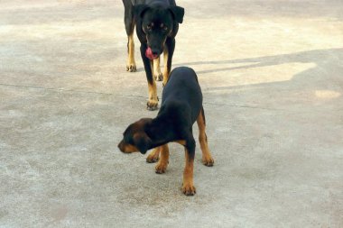 Büyük siyah köpek ağzını yalıyor ve siyah küçük köpek, seçici odak ısırma