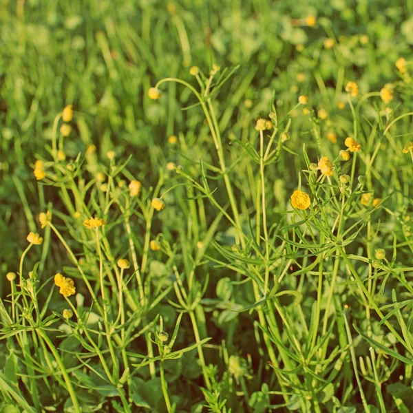 Kruiden Bloemmotief Achtergrond Met Ruimte Voor Tekst — Stockfoto