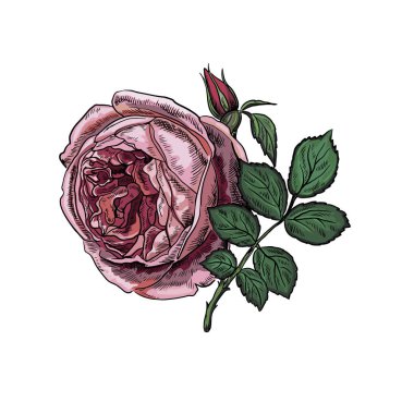 Renkli dekoratif vintage gül çiçek.